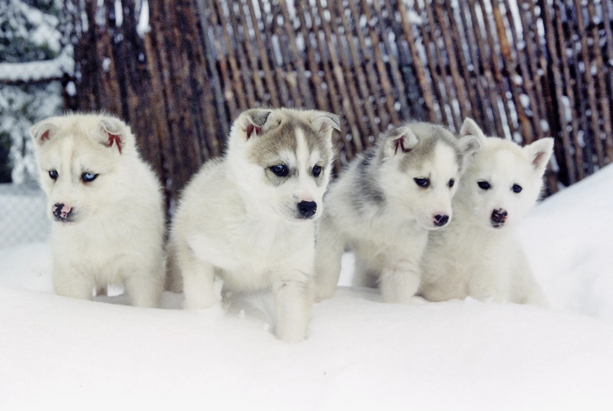 Club Scanditours Pohtimo AVANT-FÊTES - 2