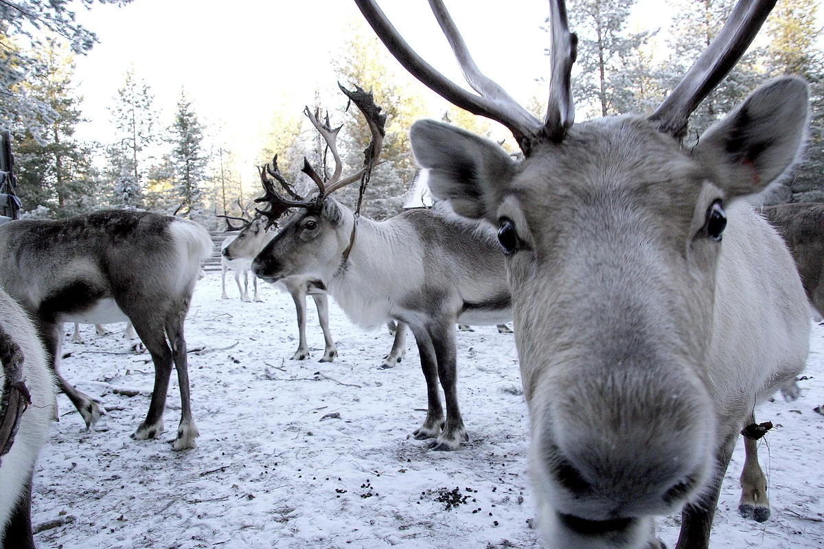 Club Scanditours Pohtimo AVANT-FÊTES - 4