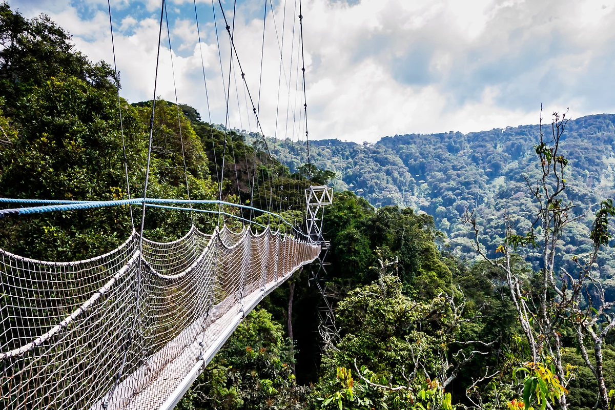 Pont canopy, parc national de Nyungwe