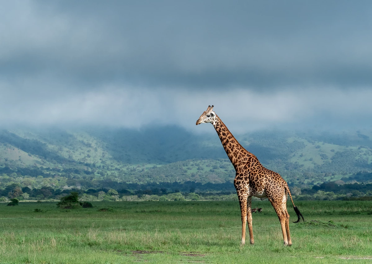 Girafe, parc national de l'Akagera