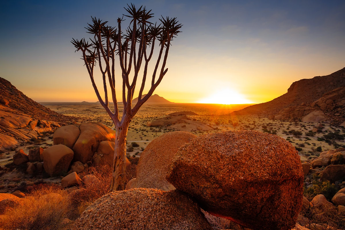 Arbre carquois, Spitzkoppe, Damaraland