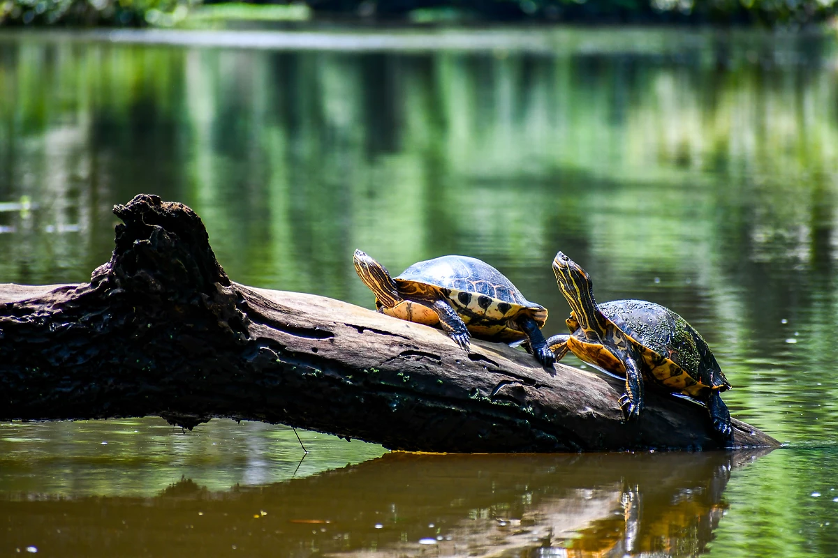 Tortues, parc national de Tortuguero