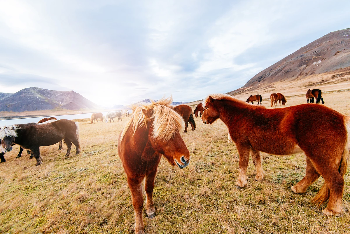 Autotour Découverte de l'Islande - 5