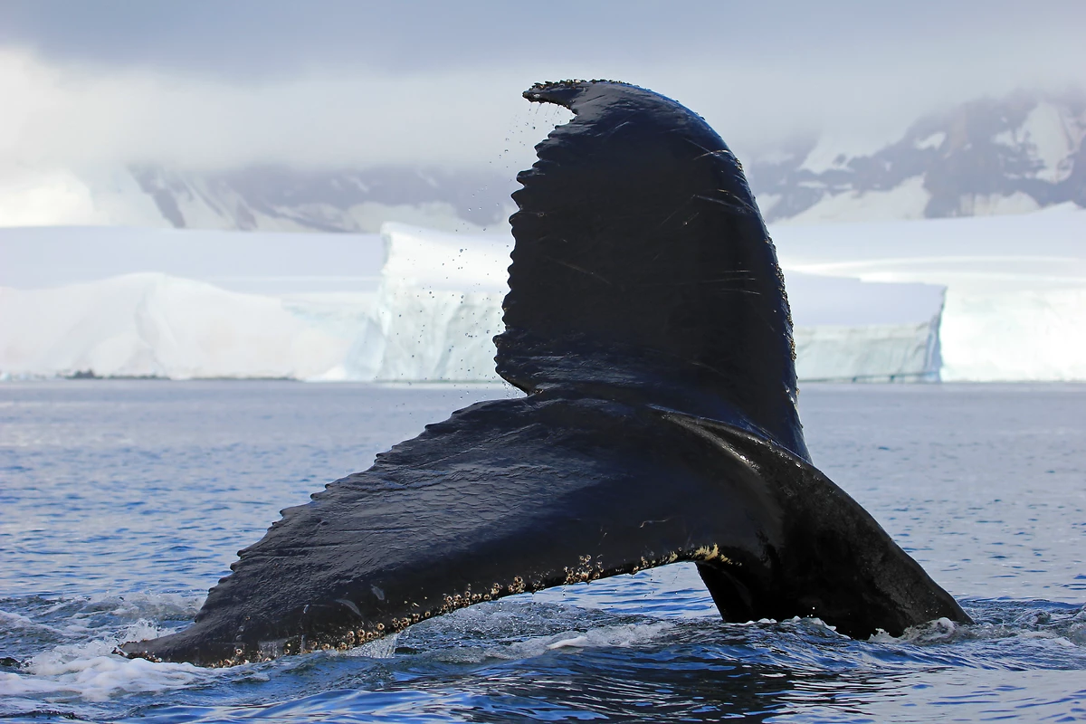 Queue de baleine à bosse, Péninsule Antarctique