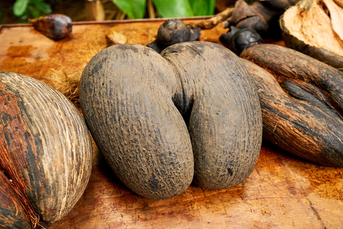 Coco de mer ou « coco fesse »