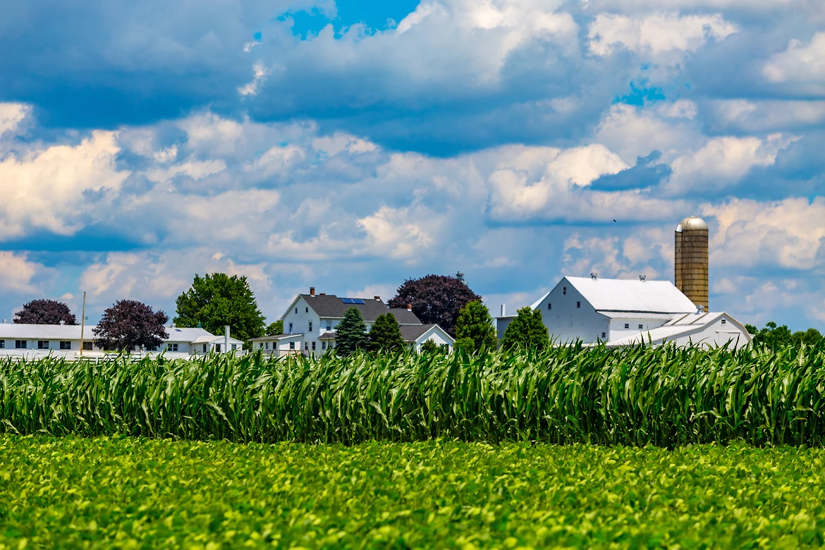 Ferme et champs de maïs