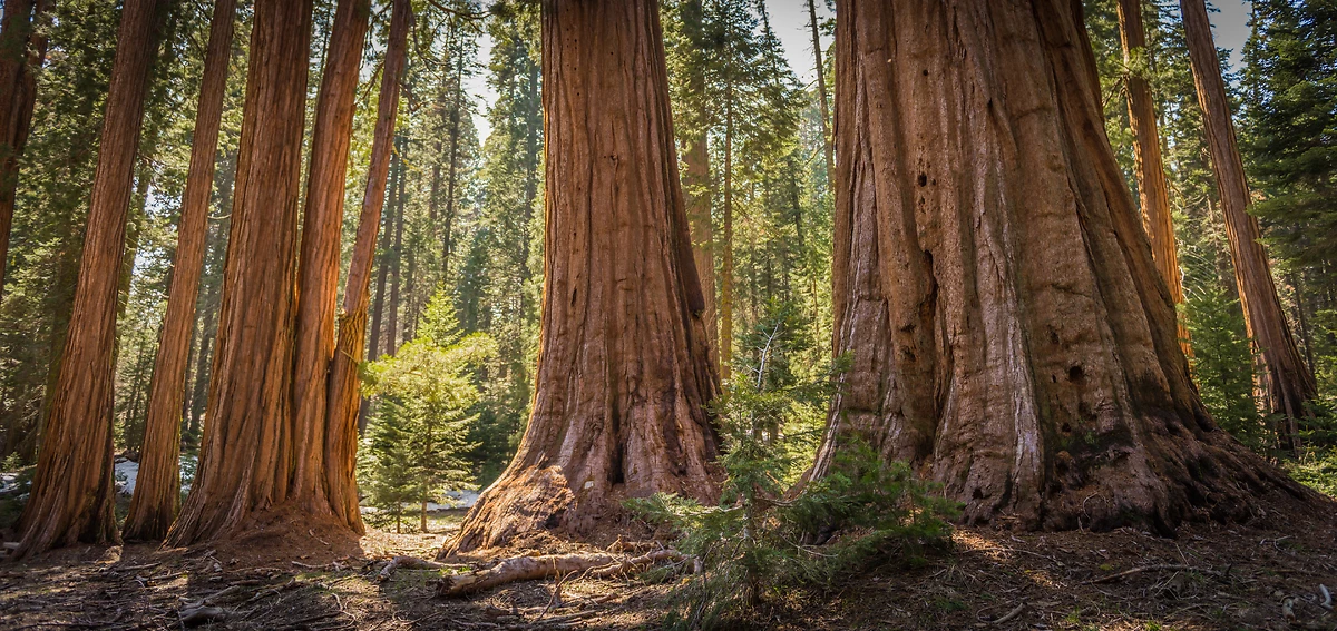 Parc national de Sequoias