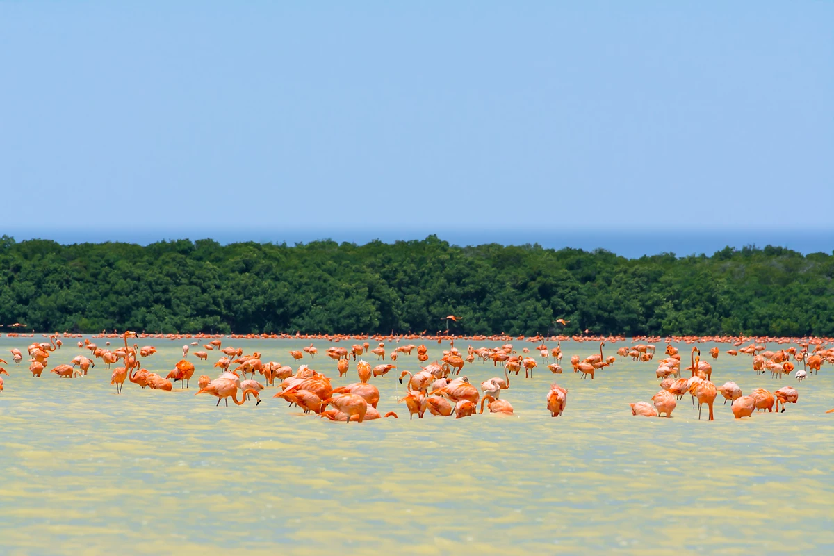 Flamants roses, réserve de Ría Celestún, région de Mérida