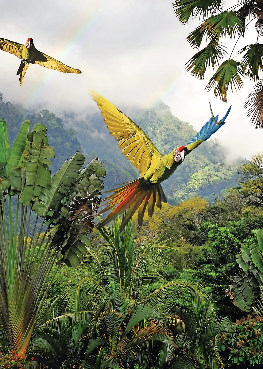 Grands aras verts, Costa Rica