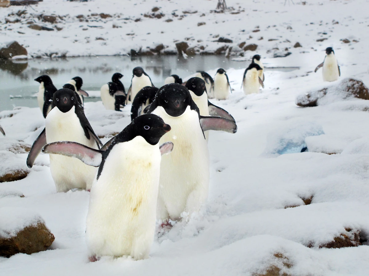 Pingouins, Terre Adélie, Antarctique