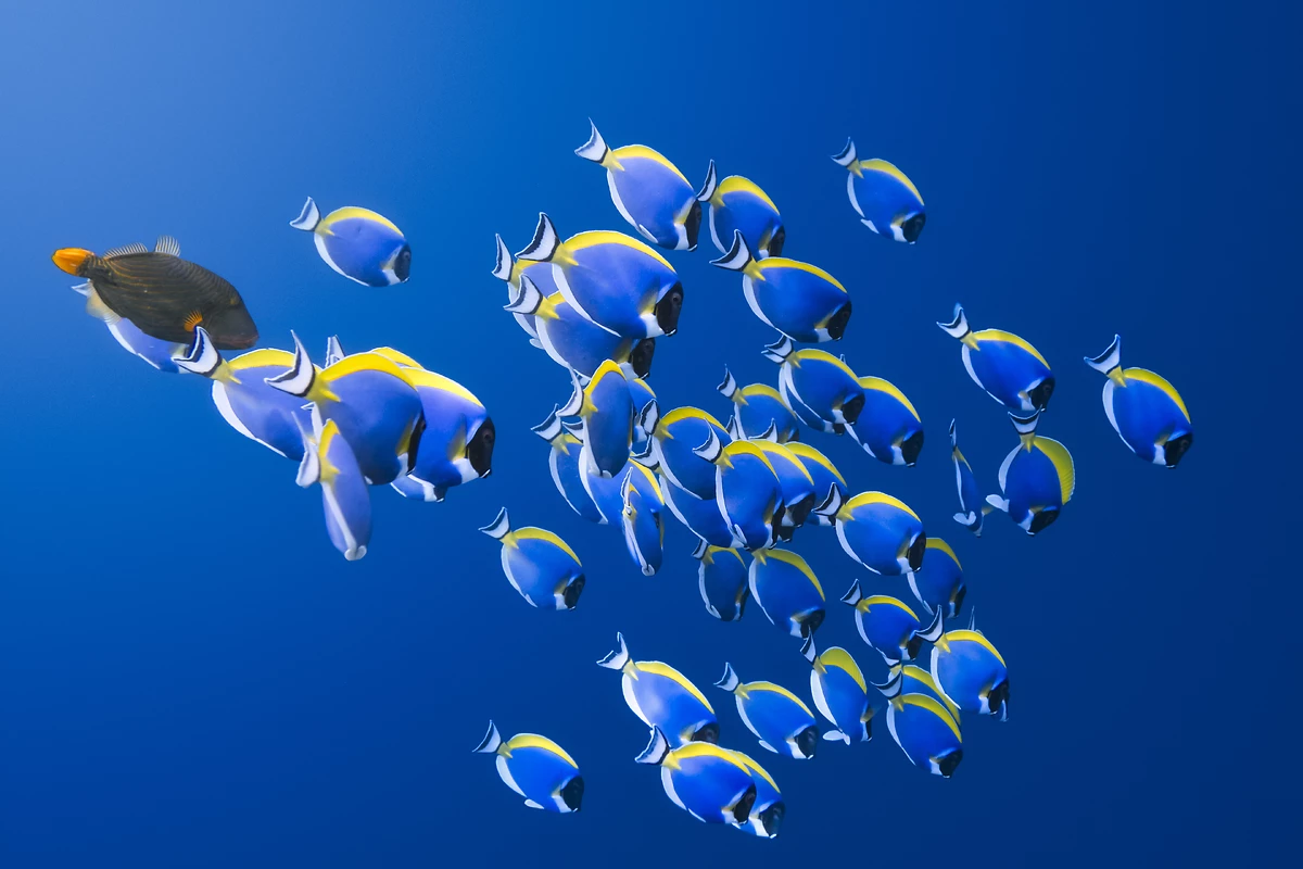 Poissons chirurgiens dans les eaux des Maldives, Shoal