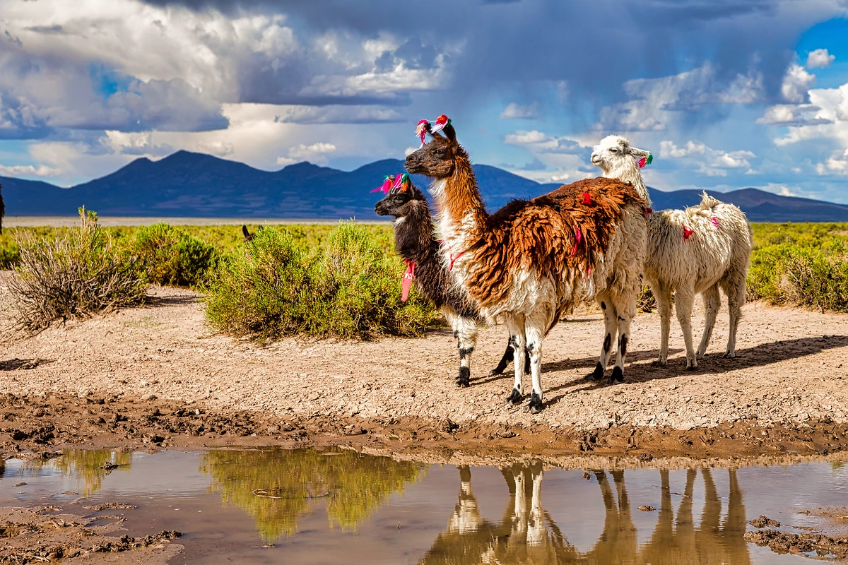 C​œur Équateur et Extension aux îles Galápagos - 3