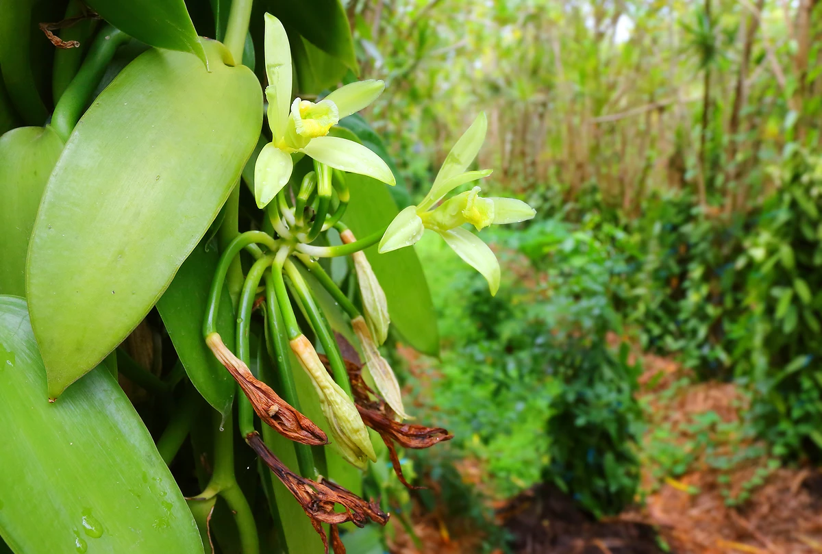 Plantation de vanille, Île de la Réunion