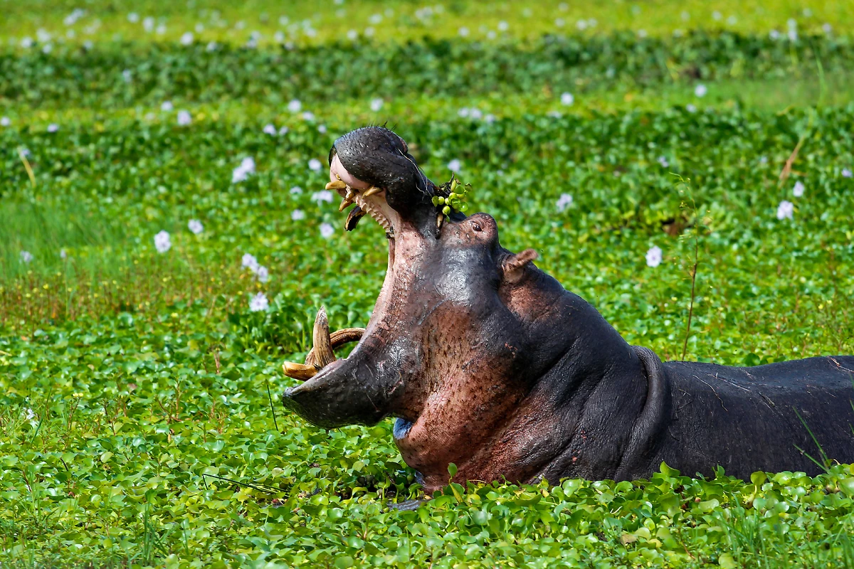 Hippopotame, parc national de l'Akagera