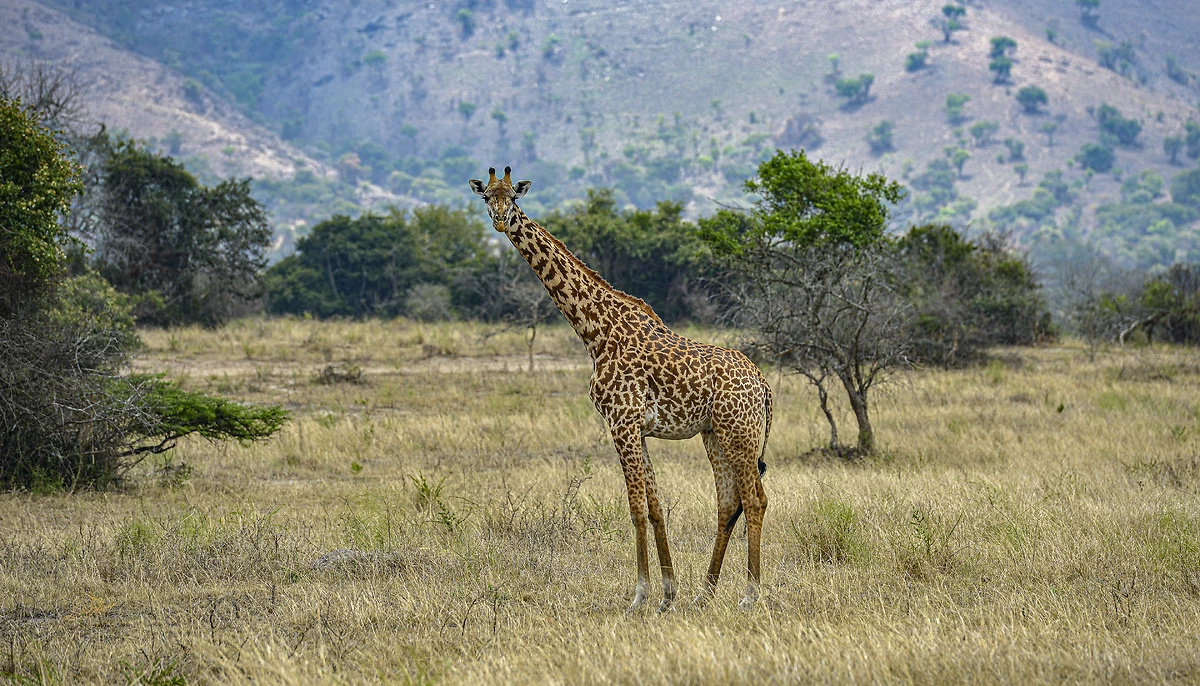 Girafe, parc national de l'Akagera