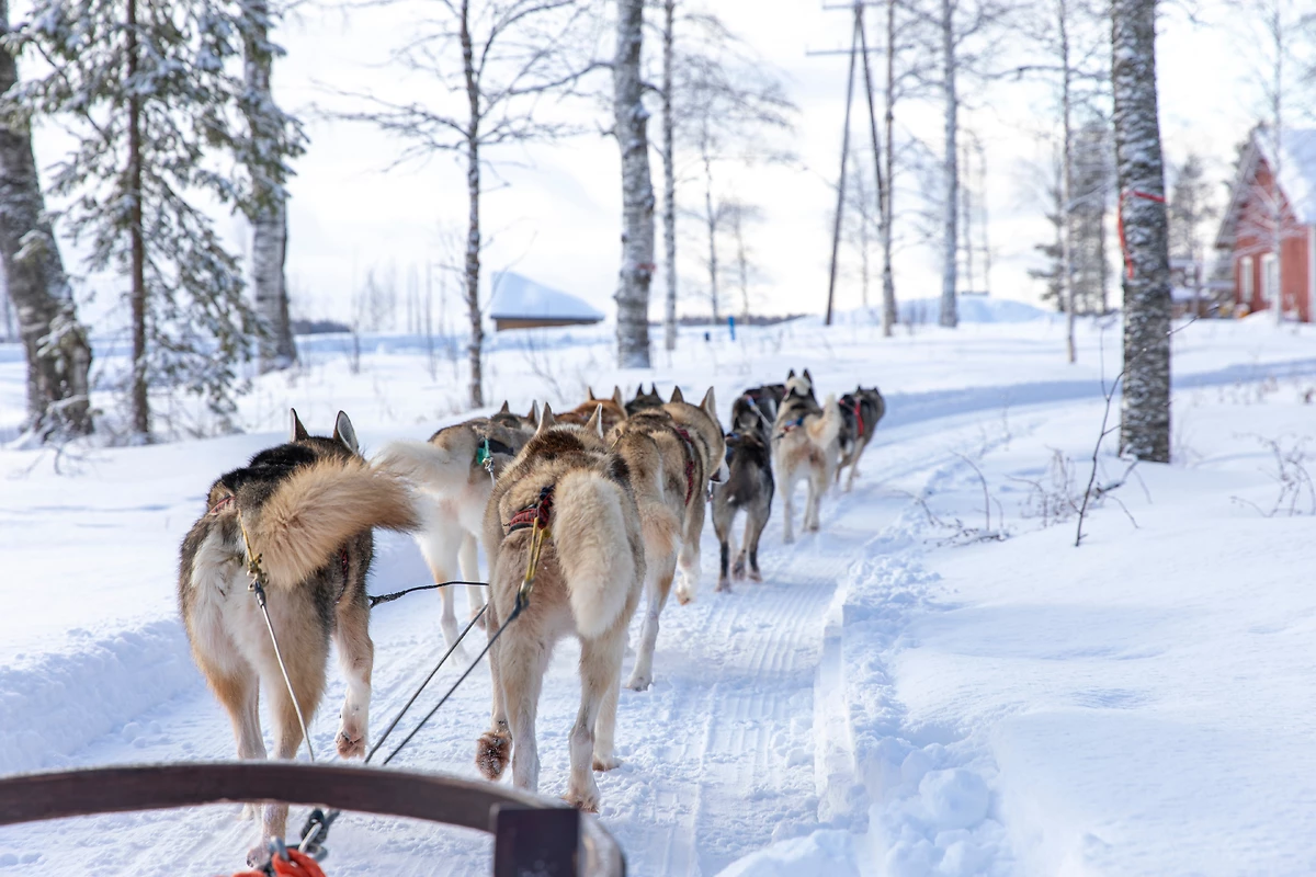 Vaattunki Wilderness Resort 5 jours/4 nuits - 2