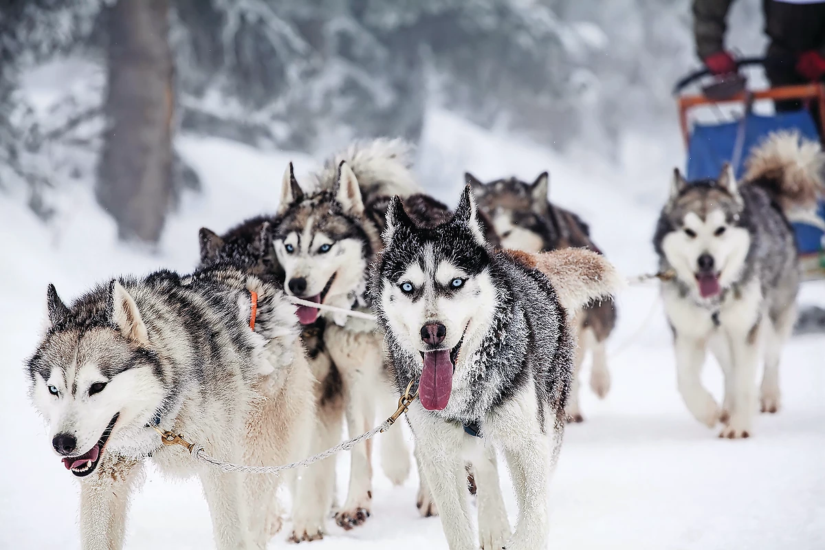 Combiné Tradition en Laponie - 1