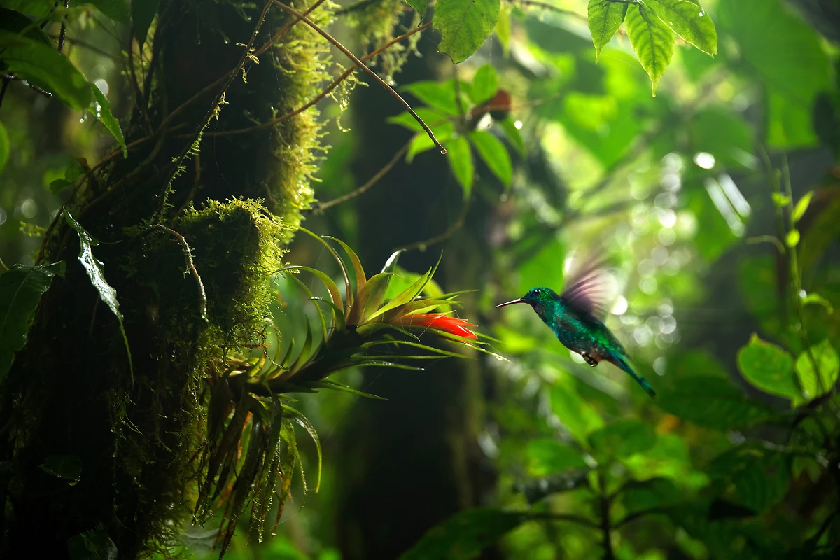 Colibri dans la forêt tropicale, Costa Rica