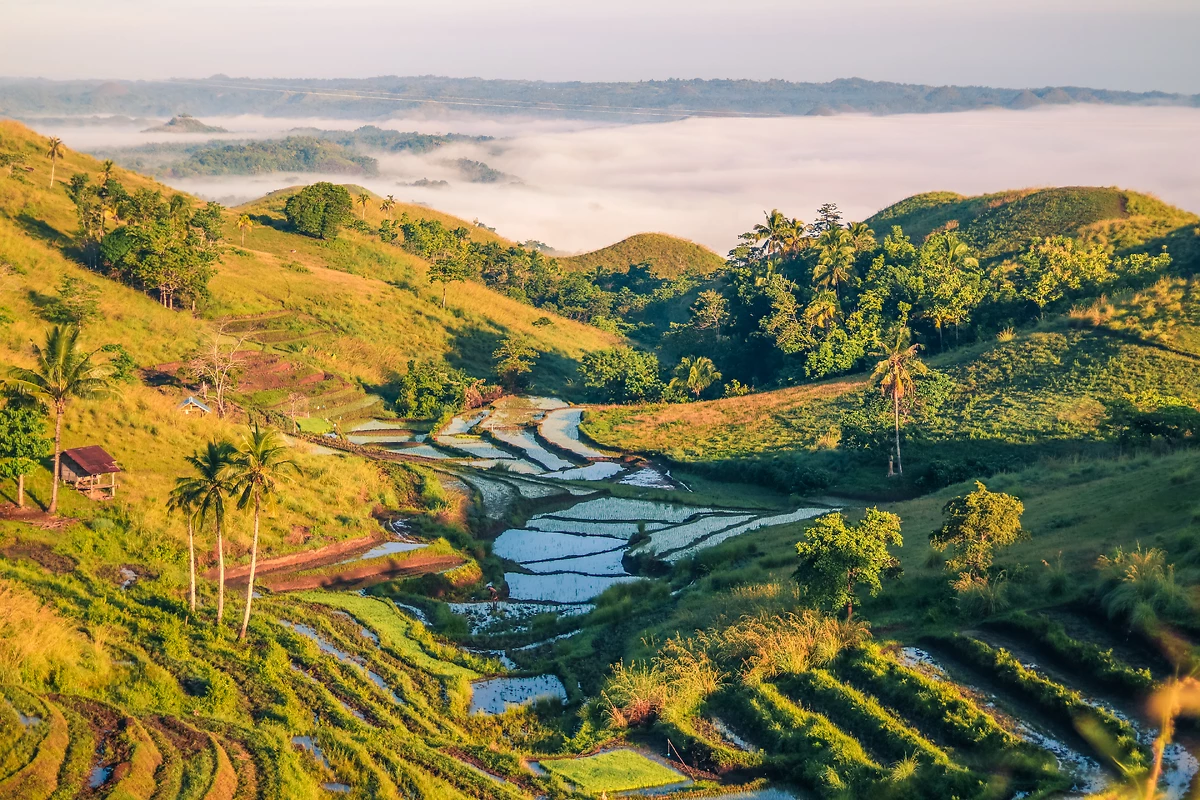Terrasses de riz, Bohol, Philippines