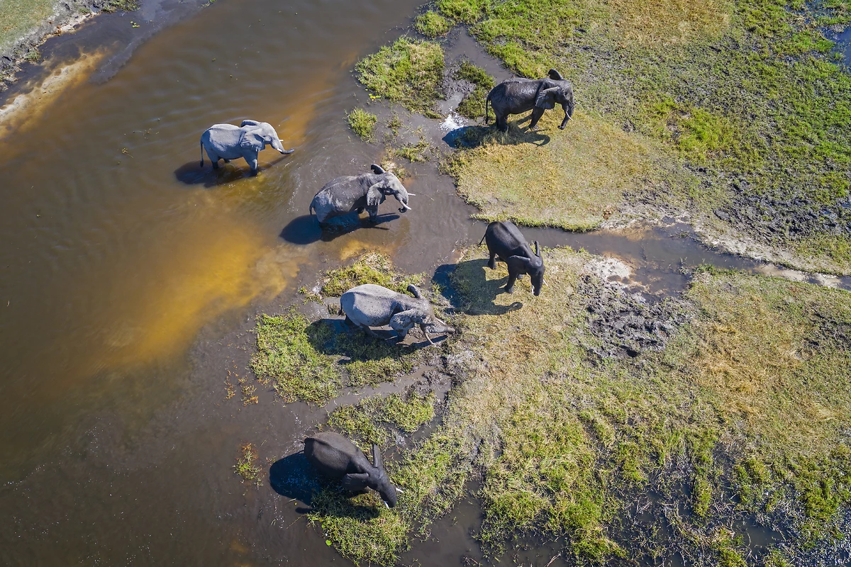 Vue aérienne d'éléphants, delta de l'Okavango