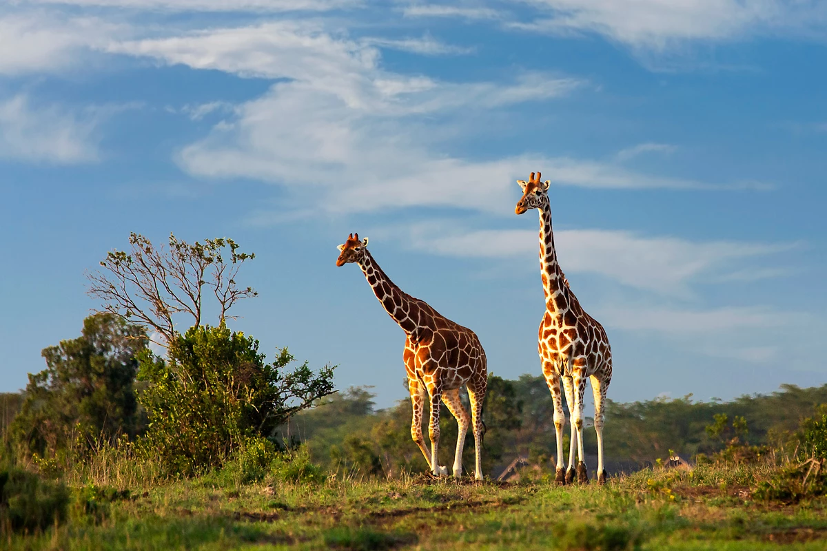 Girafes, réserve d'Ol Pejeta, Kenya