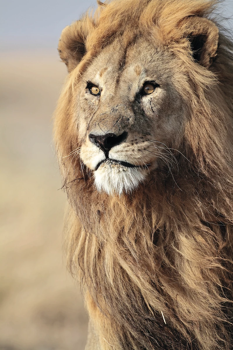 Lion, parc national du Serengeti, Tanzanie