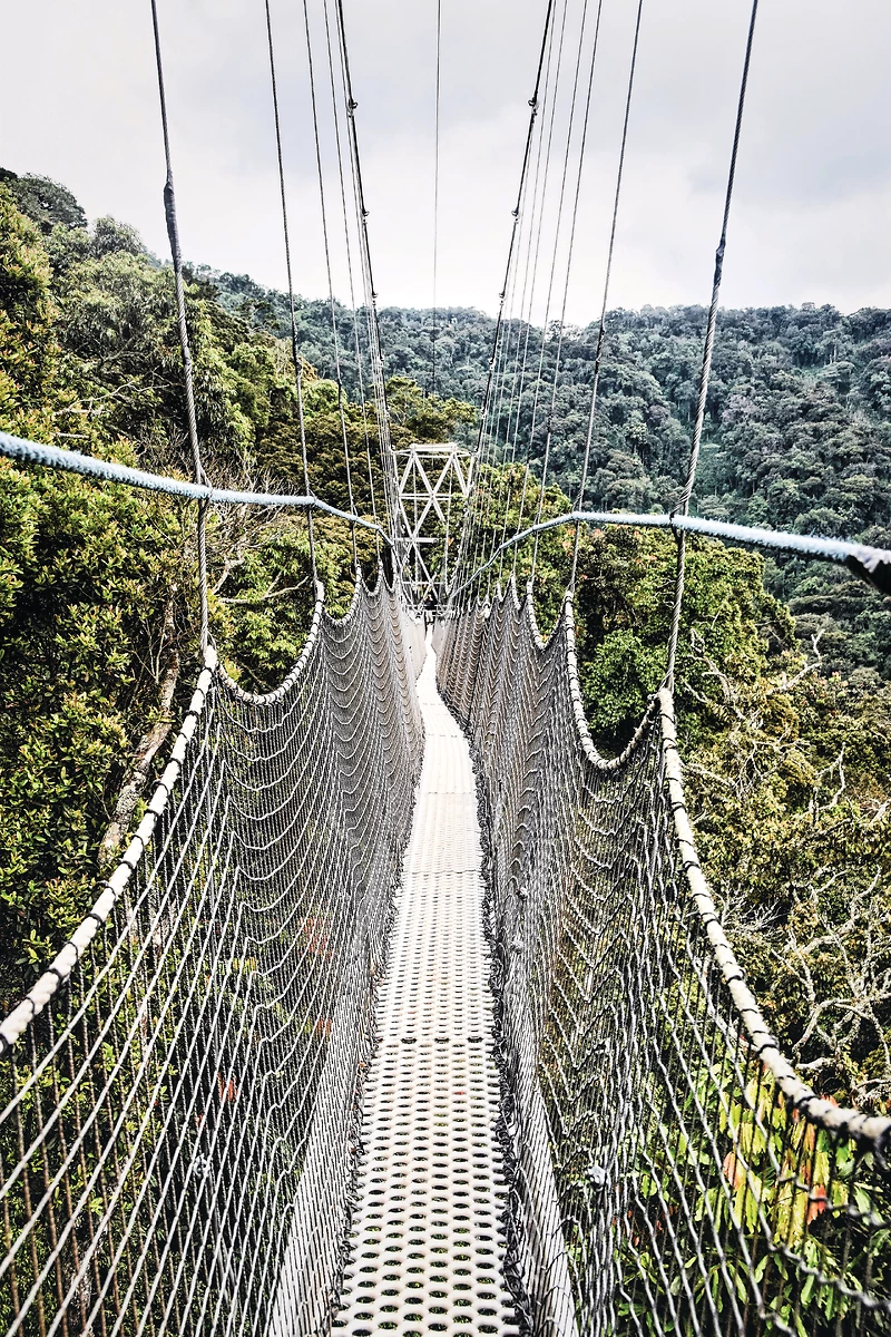 Pont canopy, parc national de Nyangwe