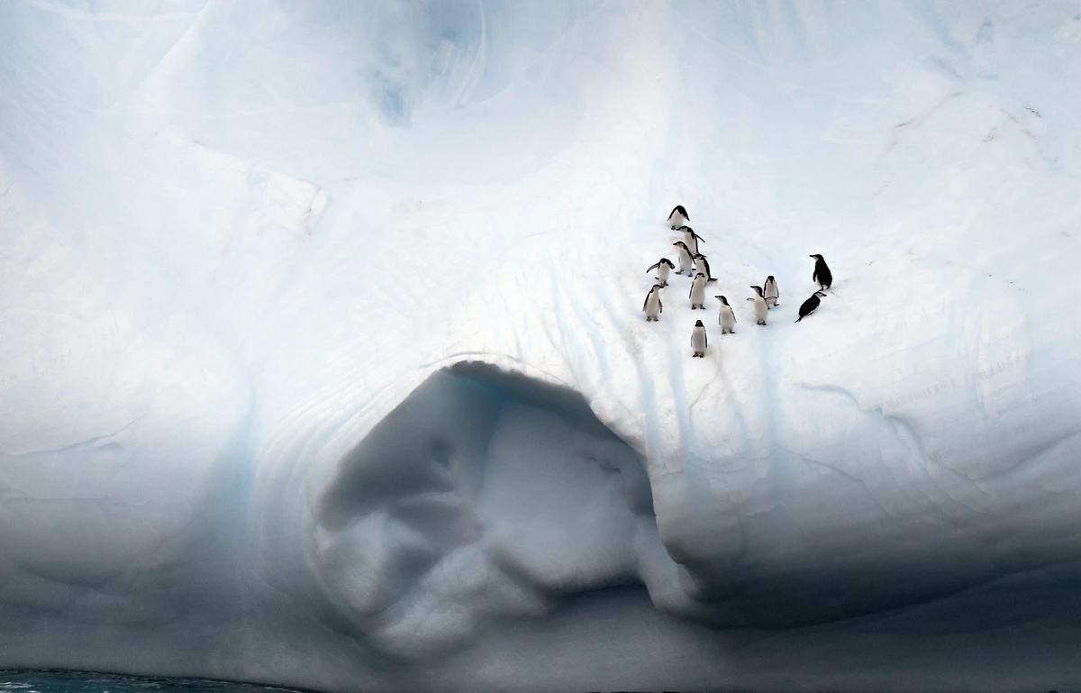 Manchots, passage de Drake, Antarctique