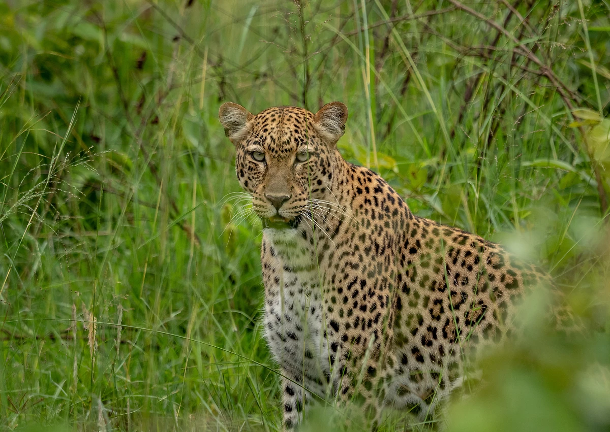 Léopard, parc national de l'Akagera
