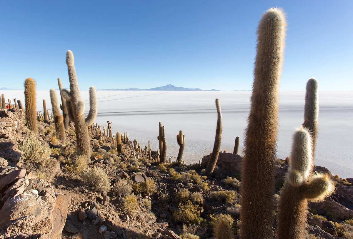 Vue depuis la Isla del Pescado, salar d'Uyuni, Bolivie