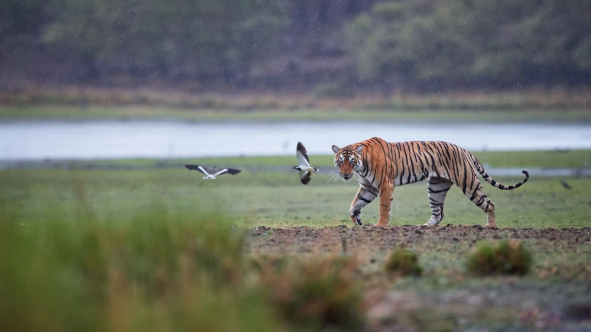Tigre du Bengale, parc national de Ranthambore, Inde