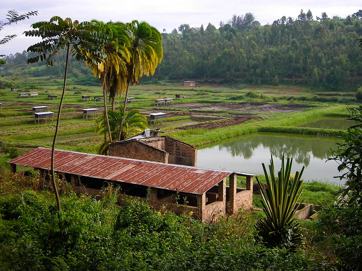 Pisciculture à la station de recherche de vulgarisation de l'Université nationale du Rwanda, Butare