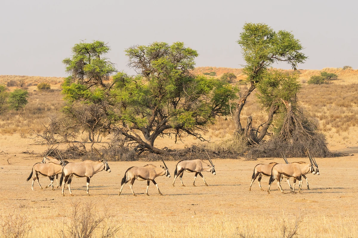 Troupeau de Oryx, Kgalagadi, Désert de Kalahari, Namibie