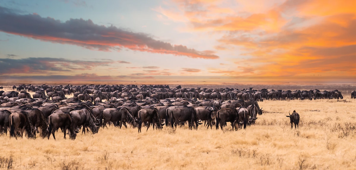 Migration de gnous dans le parc national du Serengeti, Kenya