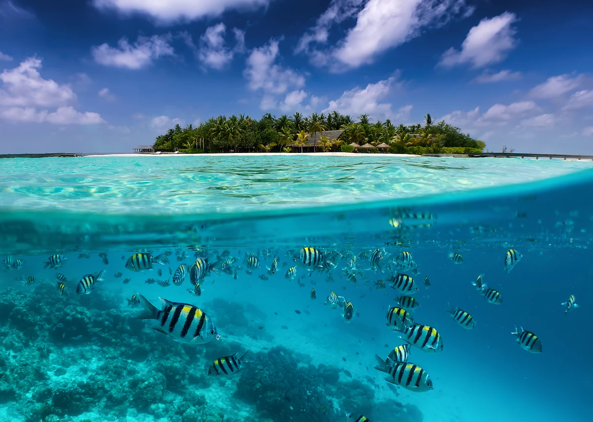 Vue en plongée sur une île tropicale avec des poissons colorés dans une mer turquoise, Maldives