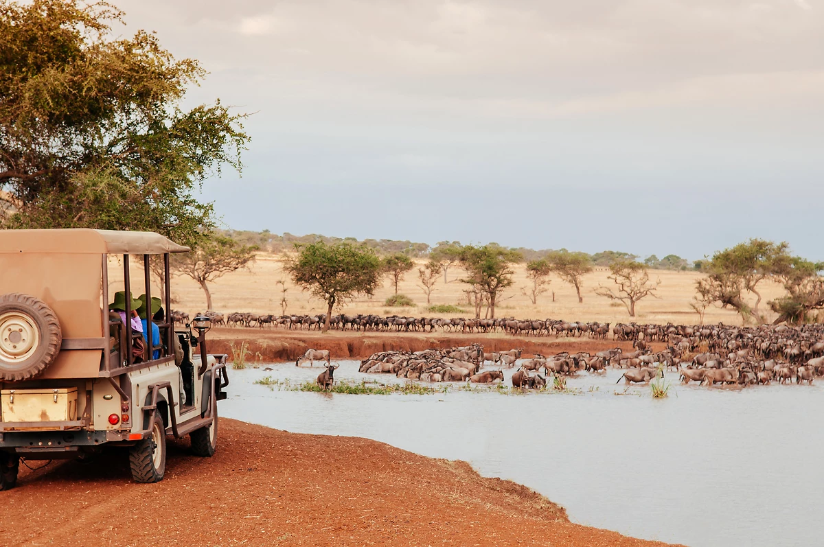 Troupeau de gnous africains dans la réserve de Serengeti, Tanzanie