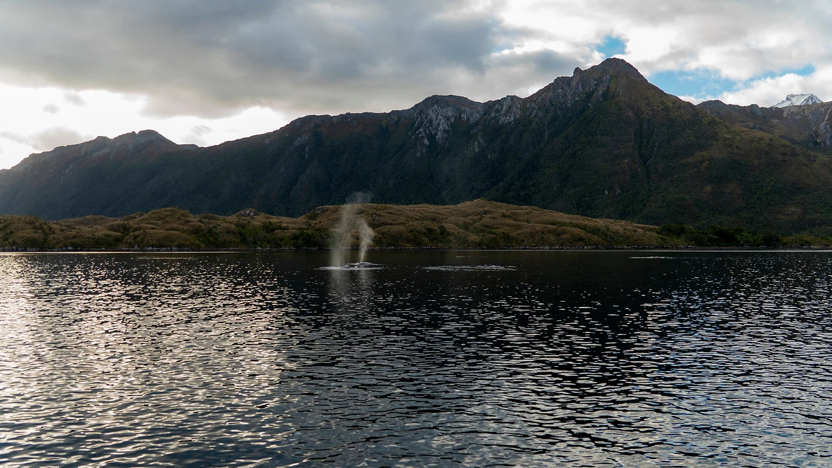 Parc maritime Francisco Coloane, île Carlos III