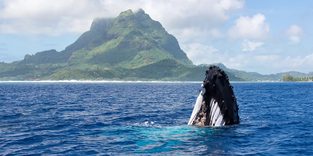 Baleine à bosse, Île Rurutu, Polynésie Française
