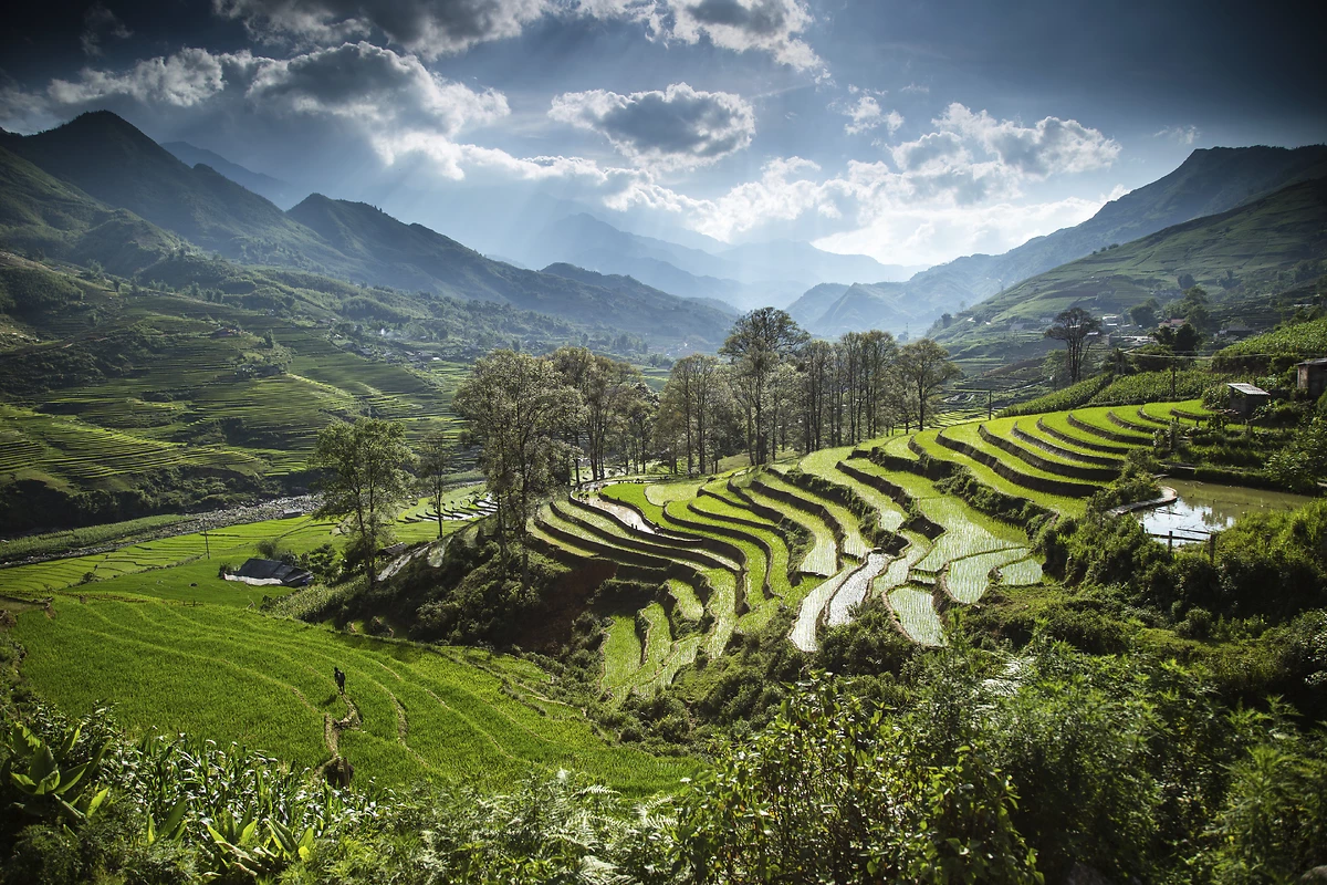 Rizières, Lao Cai, Vietnam