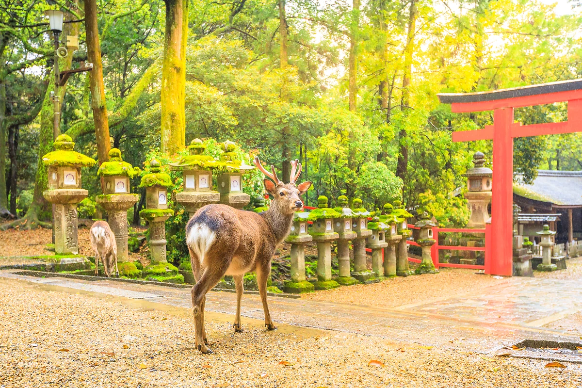 Cerf sauvage dans le parc de Nara