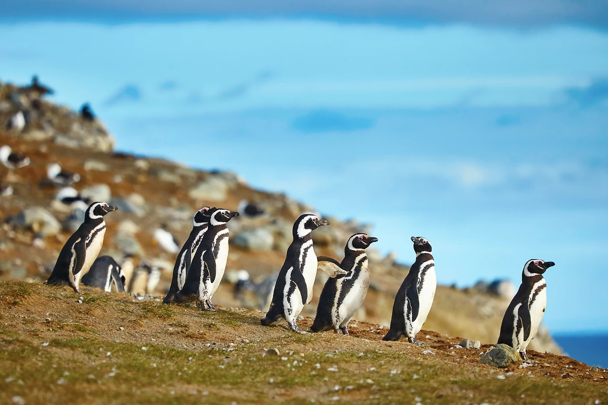 Manchots de Magellan, îles Magdalena, Chili