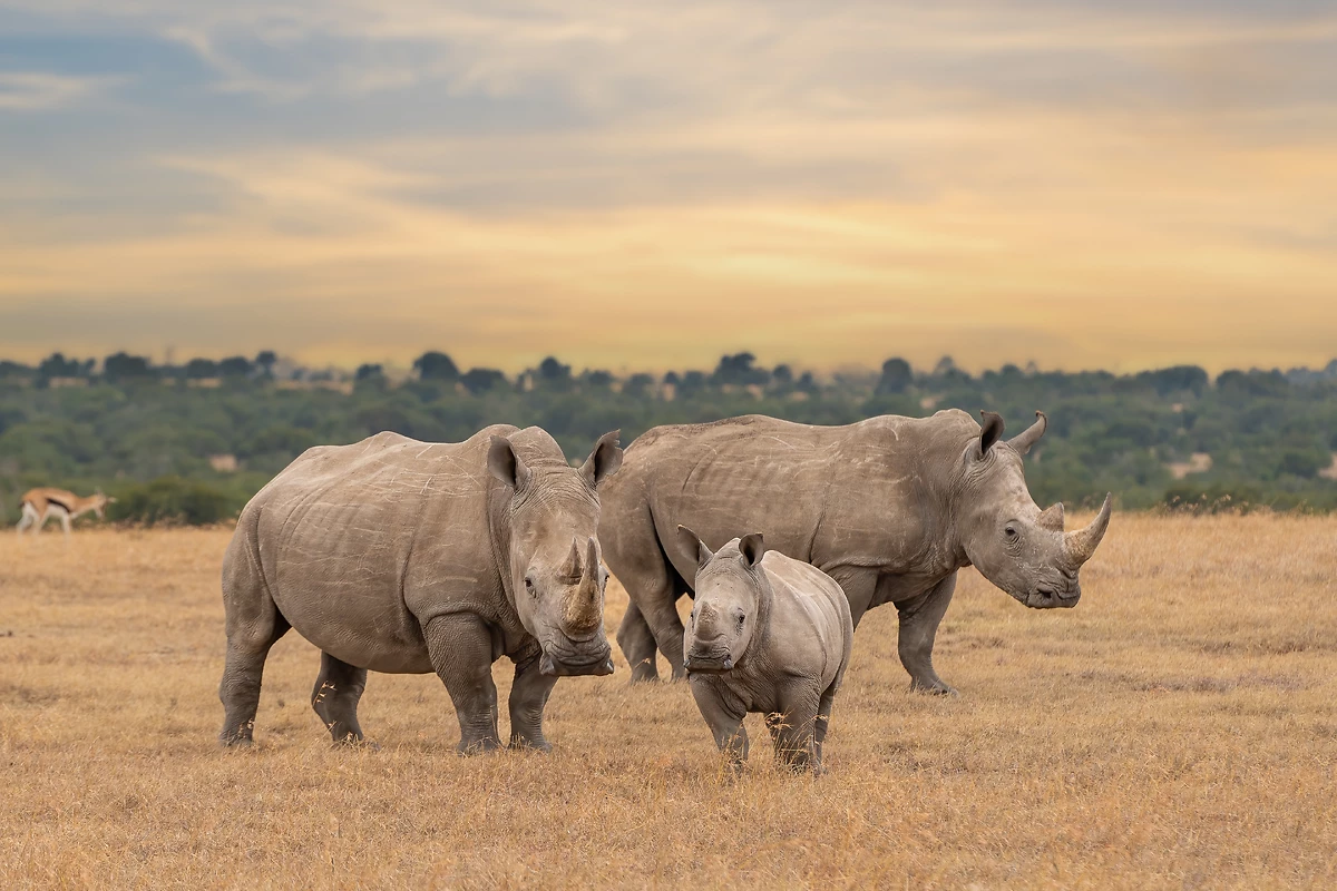 Famille de rhinocéros blancs, réserve d'Ol Pejeta, Kenya