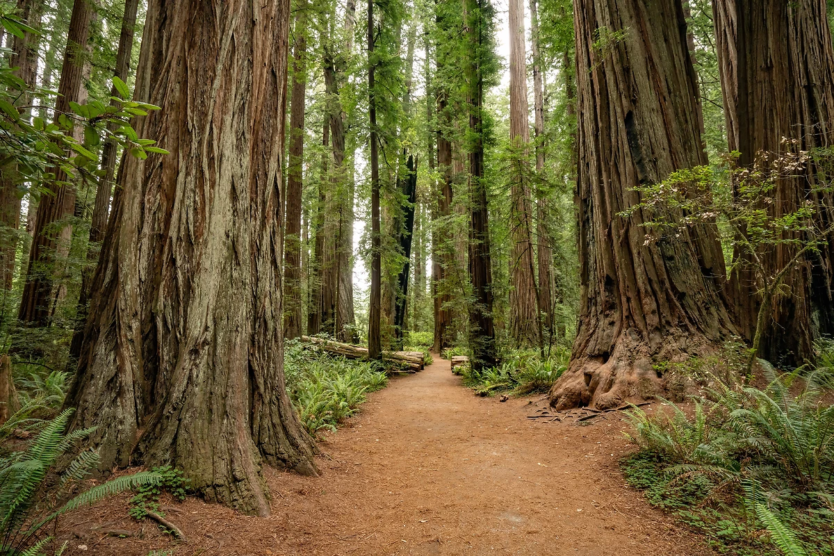 Parc national de Redwood et ses séquoias géants, Californie