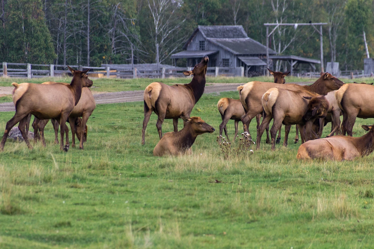 Réserve animalière de Saint-Félicien, Canada