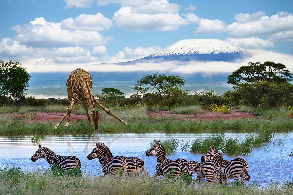 Girafe et zèbres devant le Kilimandjaro, Parc national d'Amboseli, Kenya
