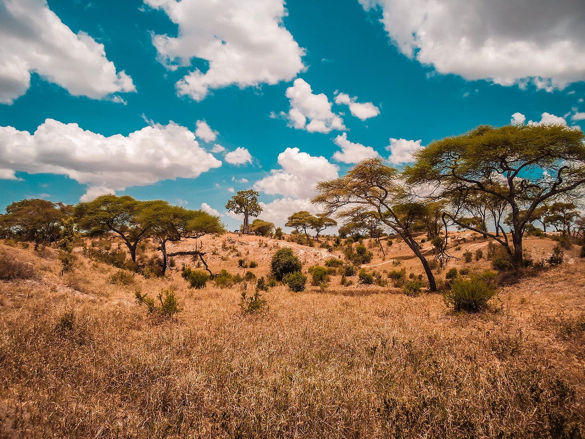 Tanzanie grandeur nature en privé - 10