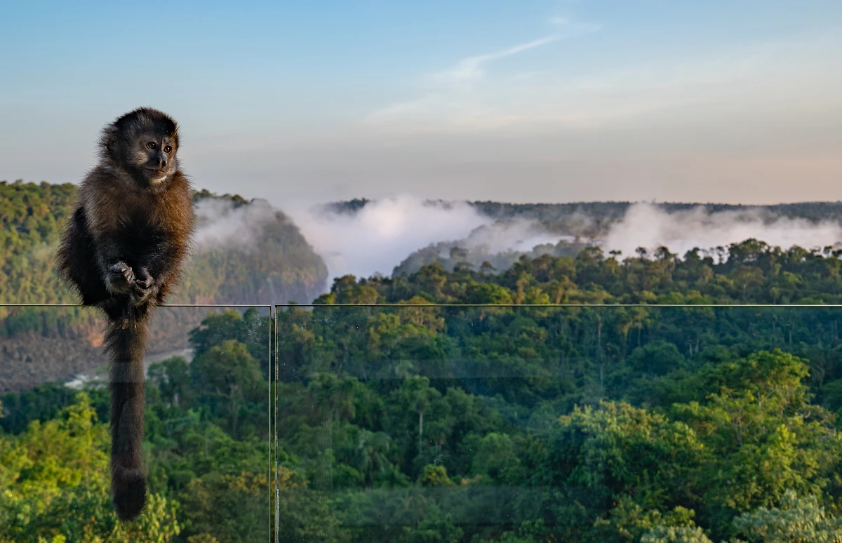 Capucin touffu, parc national d'Iguaçu, Argentine