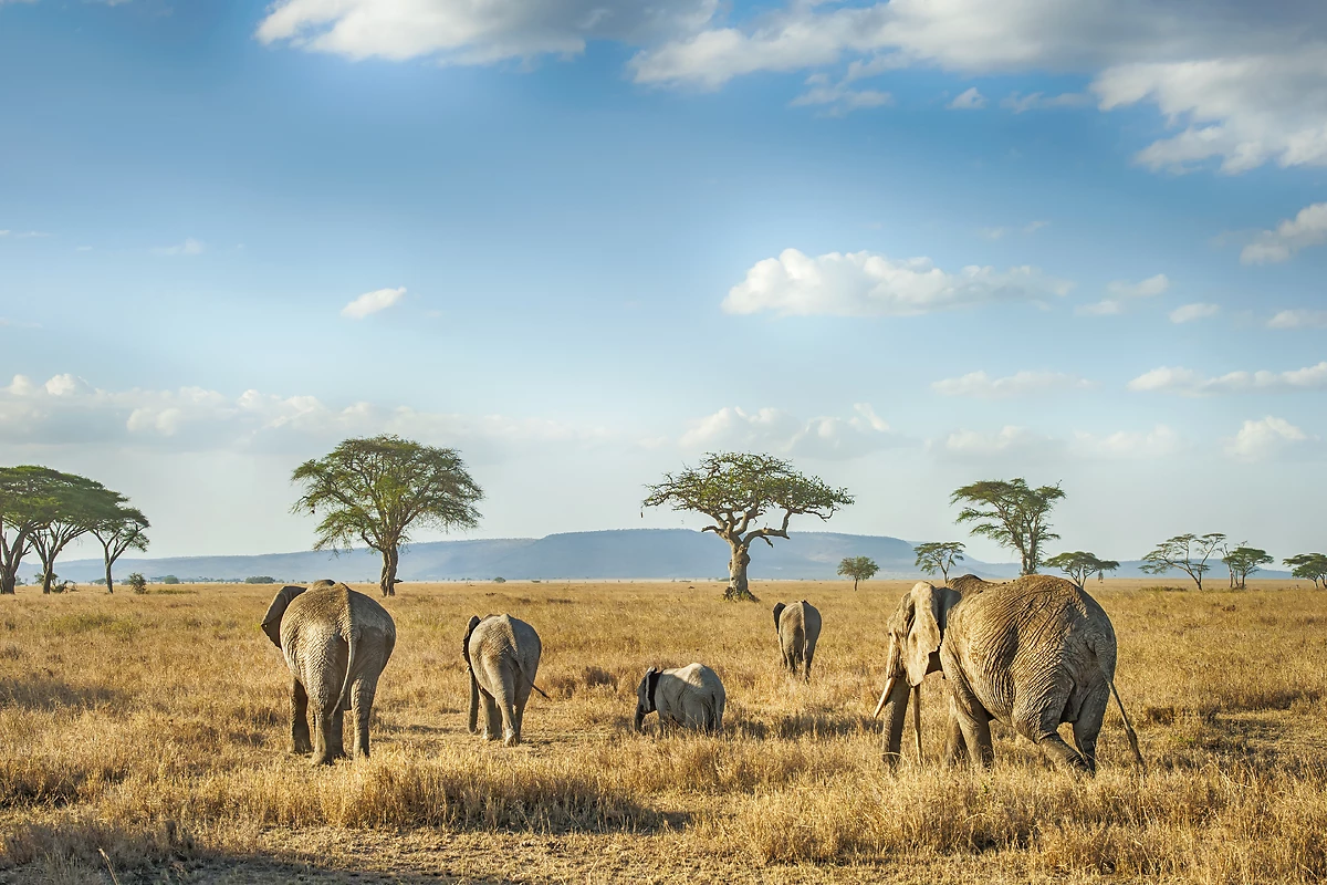 Tanzanie grandeur nature en privé - 12