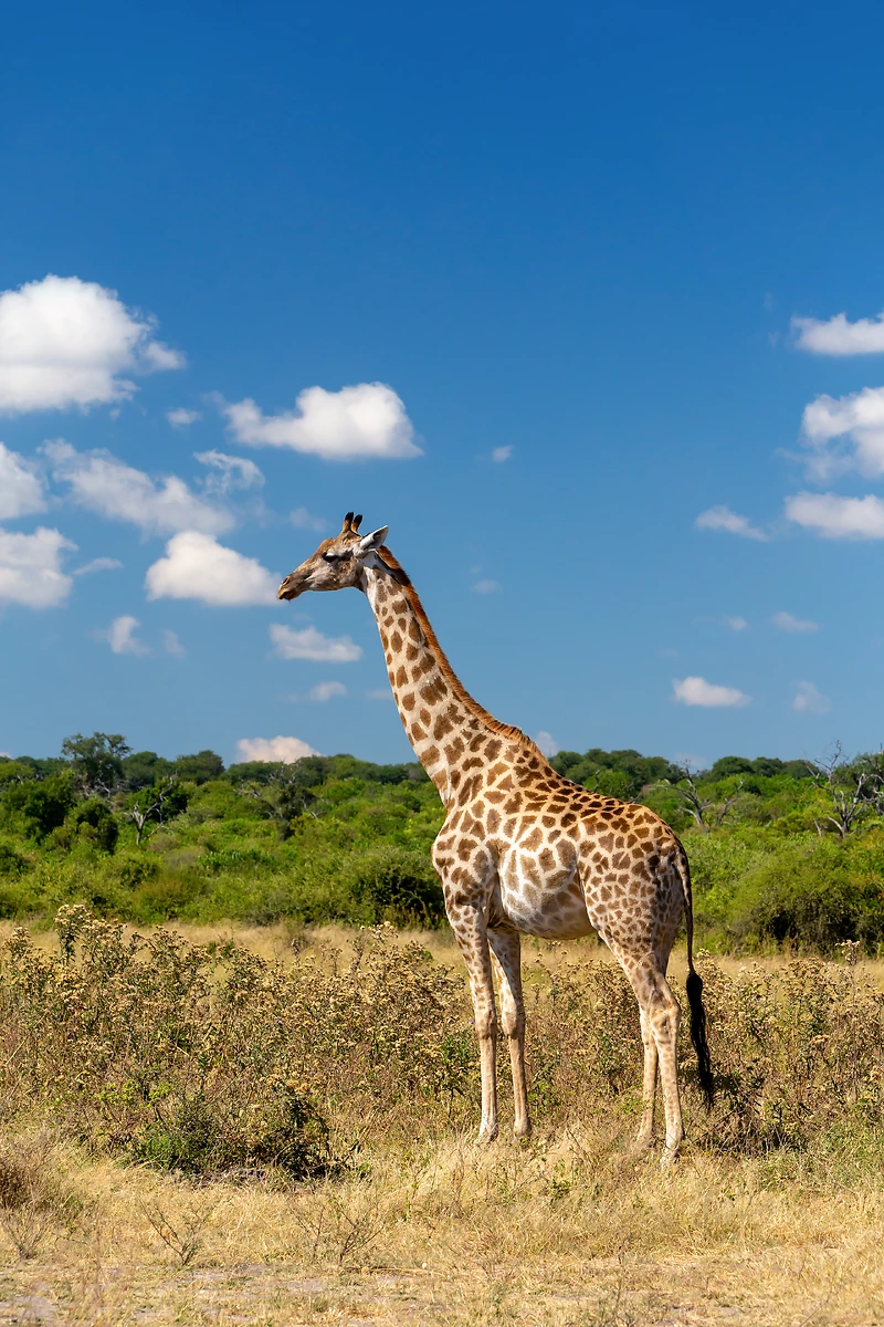 Girafe, Parc National de Chobe, Botswana