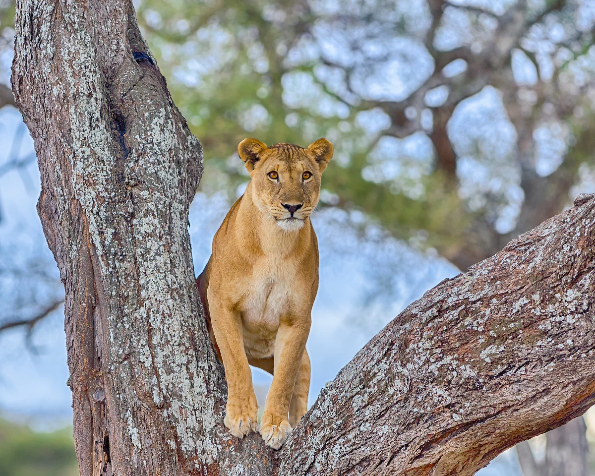 Tanzanie grandeur nature en privé - 9